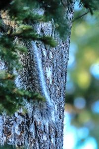 Close-up of tree trunk in forest
