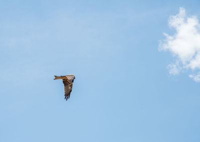 Low angle view of bird flying in sky