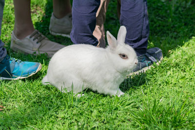 Low section view of white rabbit on grass