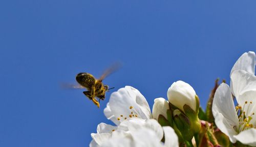 Low angle view of bee against clear blue sky