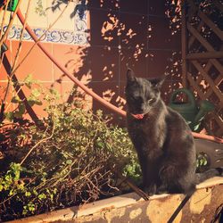 Portrait of cat yawning outdoors