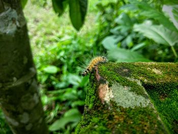 Caterpillar crawling on mossy rock