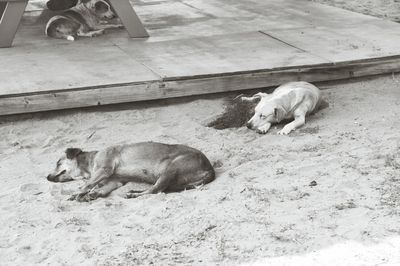 Two dogs resting on wooden surface