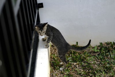 Side view of a cat looking away against wall