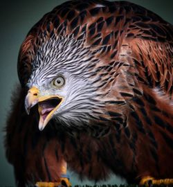 Close-up portrait of eagle