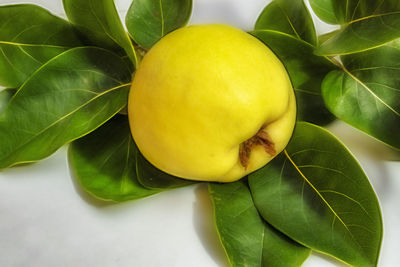 Close up quince fruit and green leaves on white background