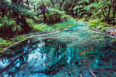 River flowing amidst trees in forest