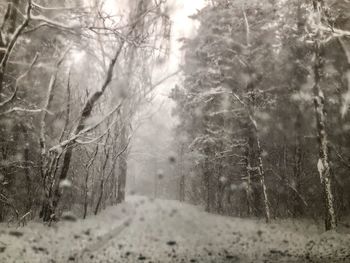 Trees in forest during winter