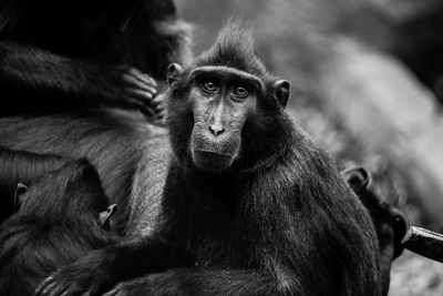 Close-up portrait of a monkey