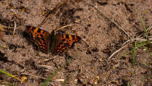 High angle view of butterfly on land