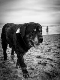 Dog looking at sea shore