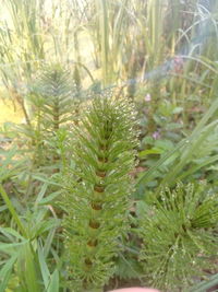 Close-up of fresh green plants