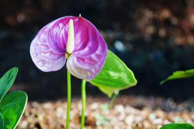 Close-up of pink flower