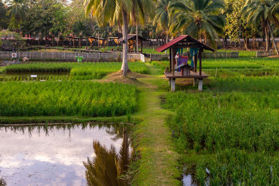 Scenic view of rice paddy against clear sky