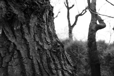 Close-up of tree trunk