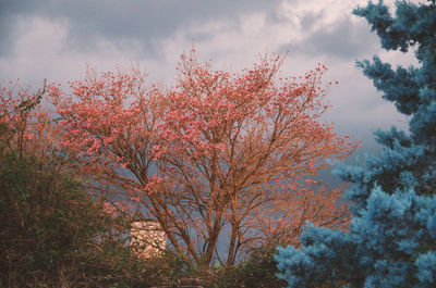 Low angle view of flowering plants against sky