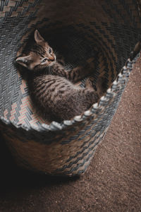 High angle view of a cat in basket