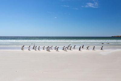 Flock of seagulls on beach