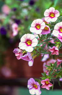 Close-up of pink flowers blooming outdoors