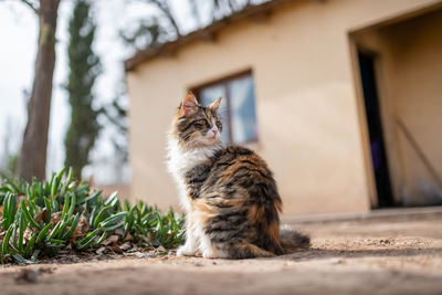 Cat sitting on a wall