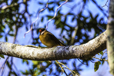 Close-up of bird perching on branch