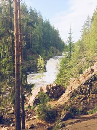 View of trees along river