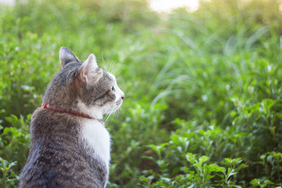 Cat looking away