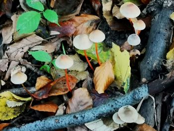 High angle view of mushrooms growing on field