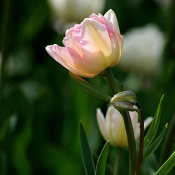 Close-up of flowering plant on field