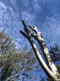 Low angle view of bare tree against blue sky