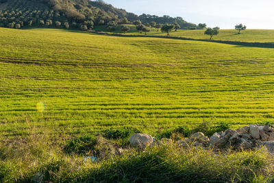 Scenic view of agricultural field