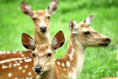 Close-up portrait of deer