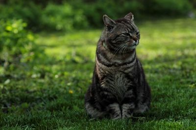 Cat sitting