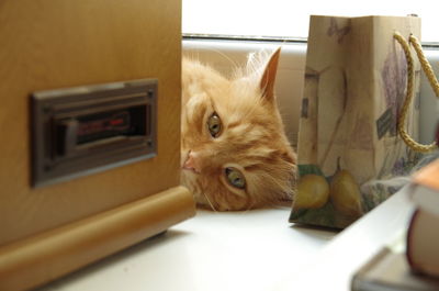 Close-up portrait of a cat at home