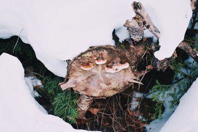 Close-up of mushrooms on snow covered field