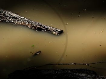 High angle view of turtle swimming in lake