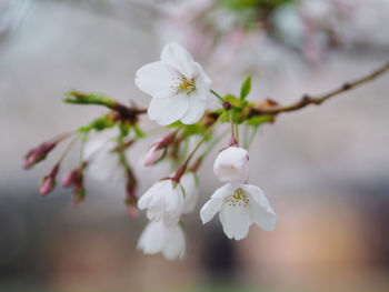 Close-up of white cherry blossom