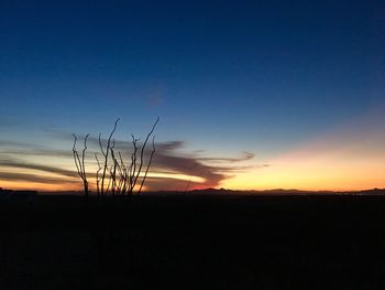 Silhouette plants on field against sky during sunset