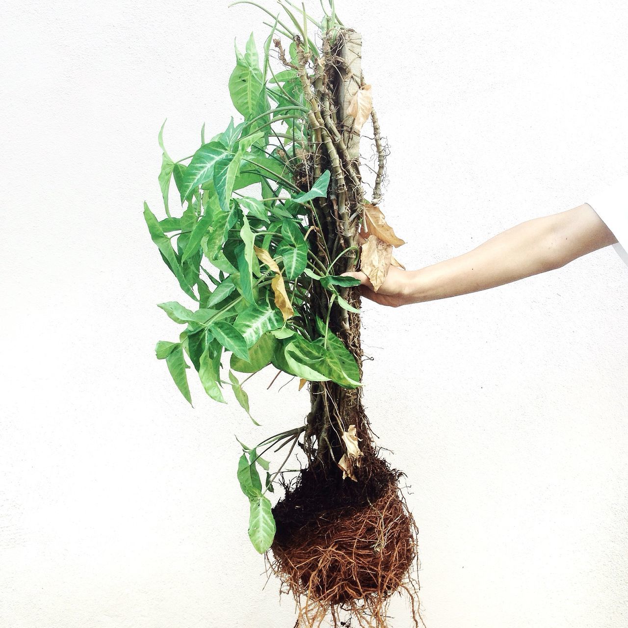 plant, leaf, potted plant, growth, wall - building feature, green color, wall, white background, stem, close-up, green, copy space, nature, indoors, freshness, one person, growing, flower, studio shot, cactus