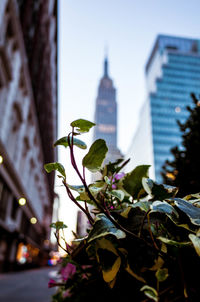 Low angle view of plant against sky