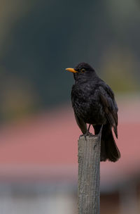 Close-up of bird perching on wood