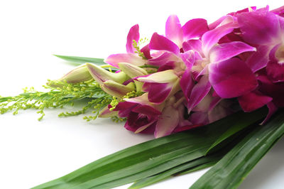 Close-up of pink flowers