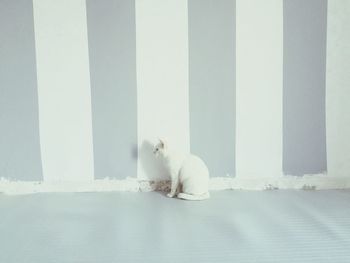 Side view of a cat against the wall