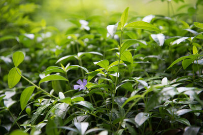 Close-up of plants growing on field