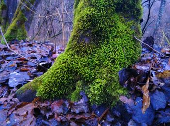 Close-up of moss growing on tree trunk