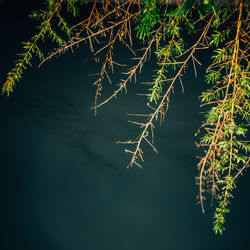 Close-up of plants against blurred background