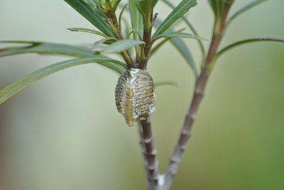 Close-up of lizard on plant