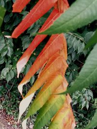 Close-up of leaves