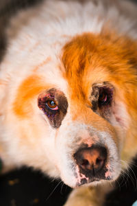 Close-up portrait of dog