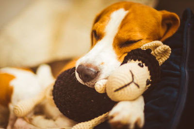 Close-up of a dog sleeping at home